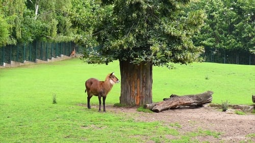 Defassa Wasserbock im Zoo