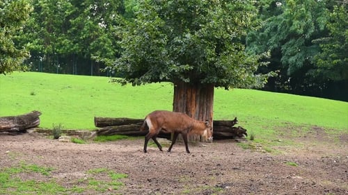Defassa Waterbuck In Zoo