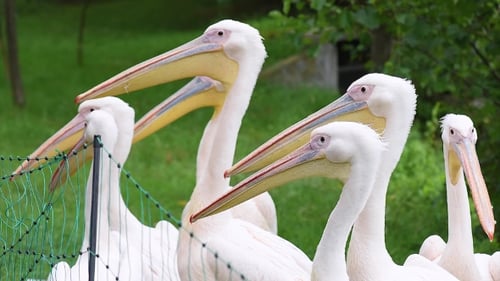 Great White Pelican
