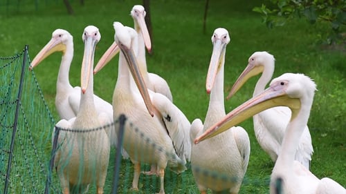 Great White Pelican