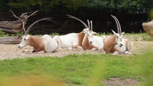 Scimitar Gehörnter Oryx