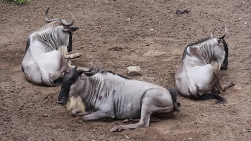 White Bearded Wildebeest