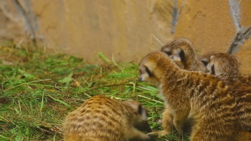 Meerkat Familienstücke