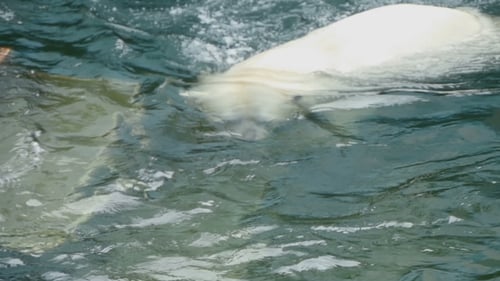 Eisbär im Zoo