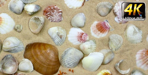 Seashells on Sand Overhead