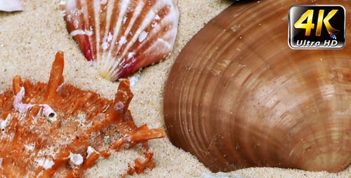 Variety of Seashells Resting on Fine Beach Sand