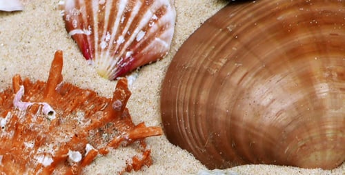Seashells Variety Displayed on a Sandy Background