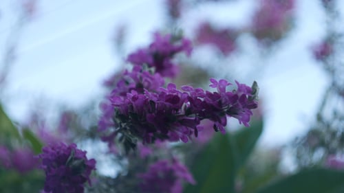 Violet Flowers
