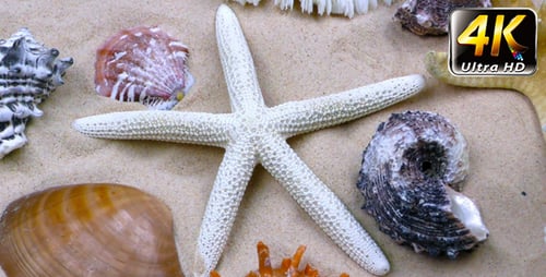 Seashells and Starfish on Sandy Beach Zoom In