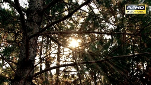 Morning Sunlight Streaming Through Trees in Forest