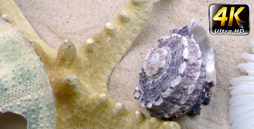 Starfish and Seashells on Sand 4