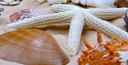 Starfish and Seashells on Sand 5