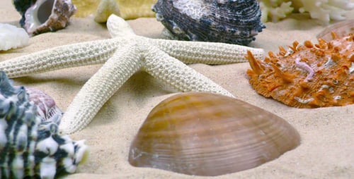 Starfish and Sea Shells on Sand Close Up