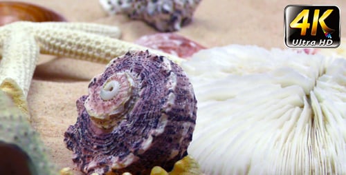Starfish and Seashells on Sand 8