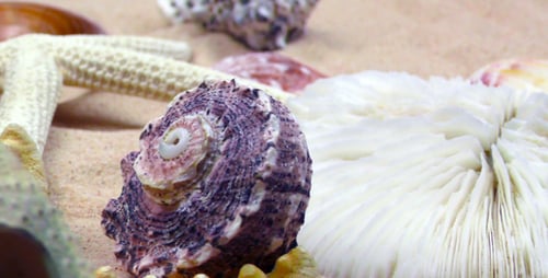 Seashells and Starfish on Sandy Beach Shoreline
