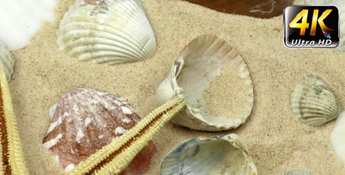 Starfish and Seashells on Beach Sand