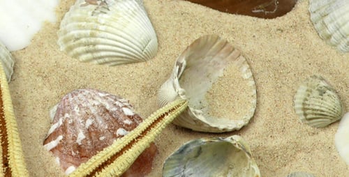 Seashells and Starfish on Sandy Beach Surface