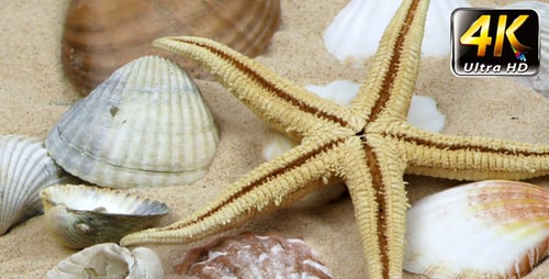 Starfish and Seashells on Sandy Beach