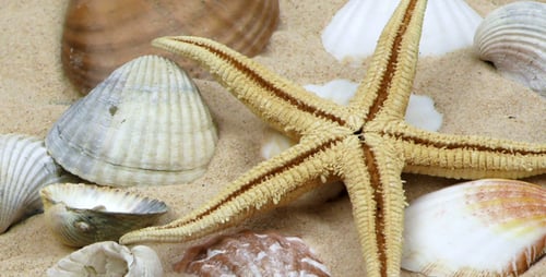 Starfish and Seashells on a Sandy Beach