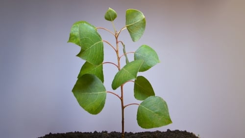 A Small Green Plant Withers