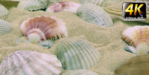 Variety of Seashells and Starfish on Sand