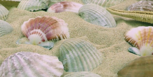 Seashells and Starfish Display on Sandy Beach
