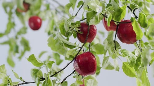 Fresh and Ripe Apples From the Tree