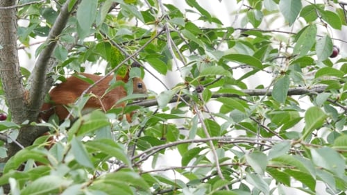 Squirrel Sitting On A Branch