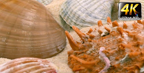 Variety of Colorful Seashells on Sand Close Up
