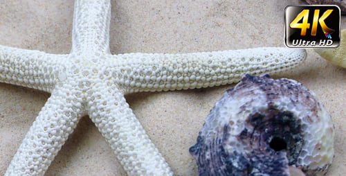 Close Up Starfish and Seashells on Sand