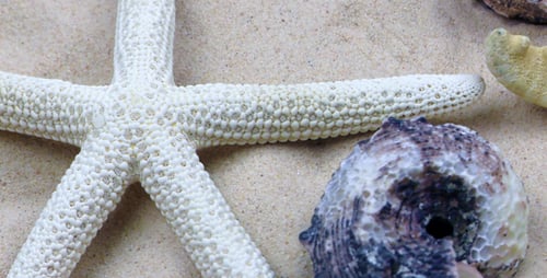 White Starfish and Seashells on the Sandy Beach