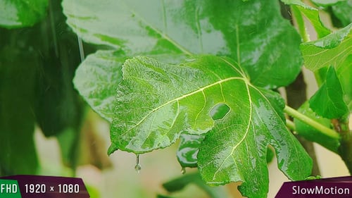 Leaf Rain - 3
