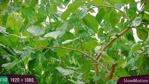 Leaf Rain - 5