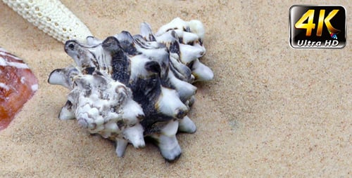 Variety of Shells and Starfish on Beach Sand
