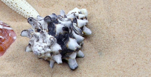 Seesterne und Muscheln auf Sand 3