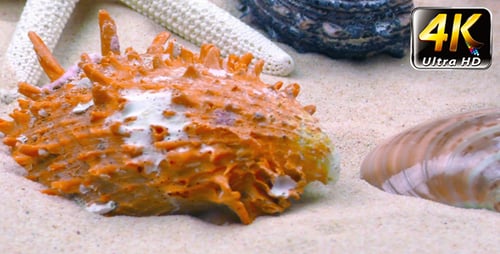 Starfish and Seashells on Sand 6