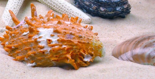 Colorful Seashells and Starfish Resting on Sand