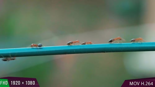 Ant