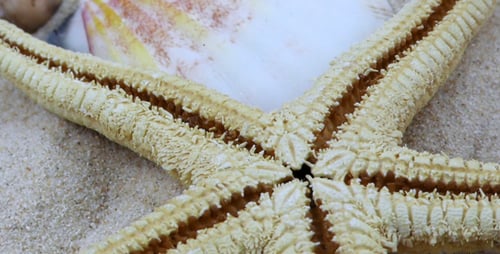 Starfish and Seashell on Sandy Beach Close-Up