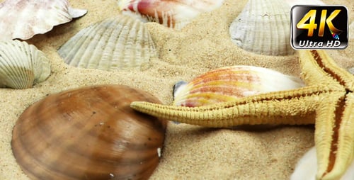 Seesterne und Muscheln auf Sand 13