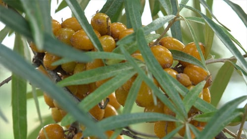 Argousier, Sandthorn, Sallowthorn ou Seaberry
