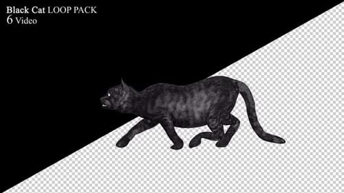 Schwarz Cat Loop 6er-Pack