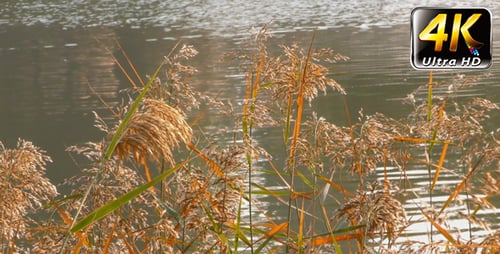 Reeds and Lake