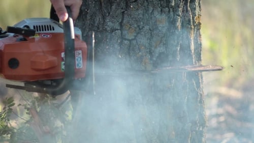 Man With Orange Chainsaw Cutting Dry Tree