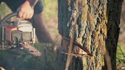Man Sawing a Dry Tree With Chainsaw