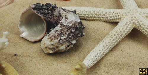 Sea Creatures and Shellfish 1
