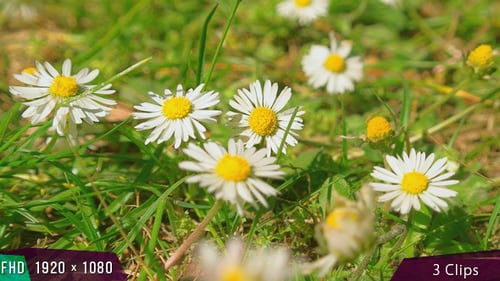 Daisy
