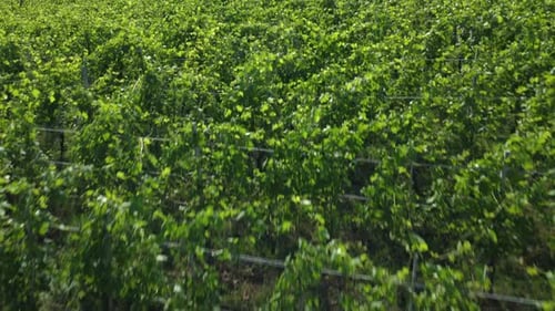 Viñas