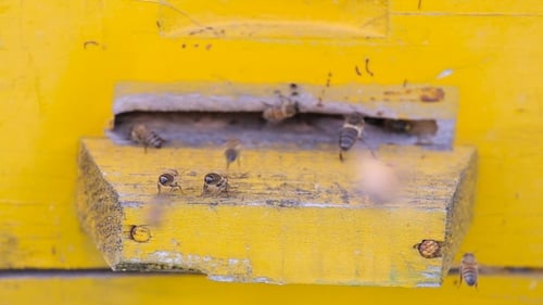 Swarm Of Bees Near a Beehive