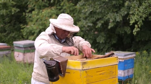 Beekeeper Working With Honeycombs